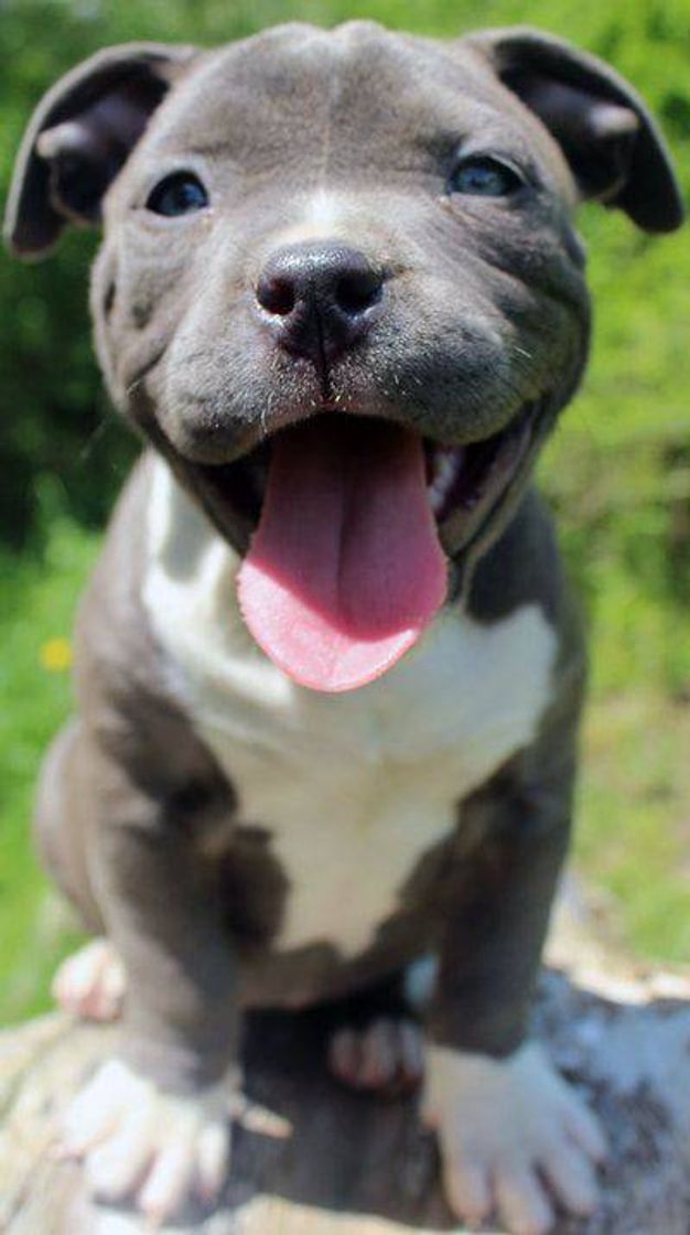 Moda Pitbull Breeders - Baby