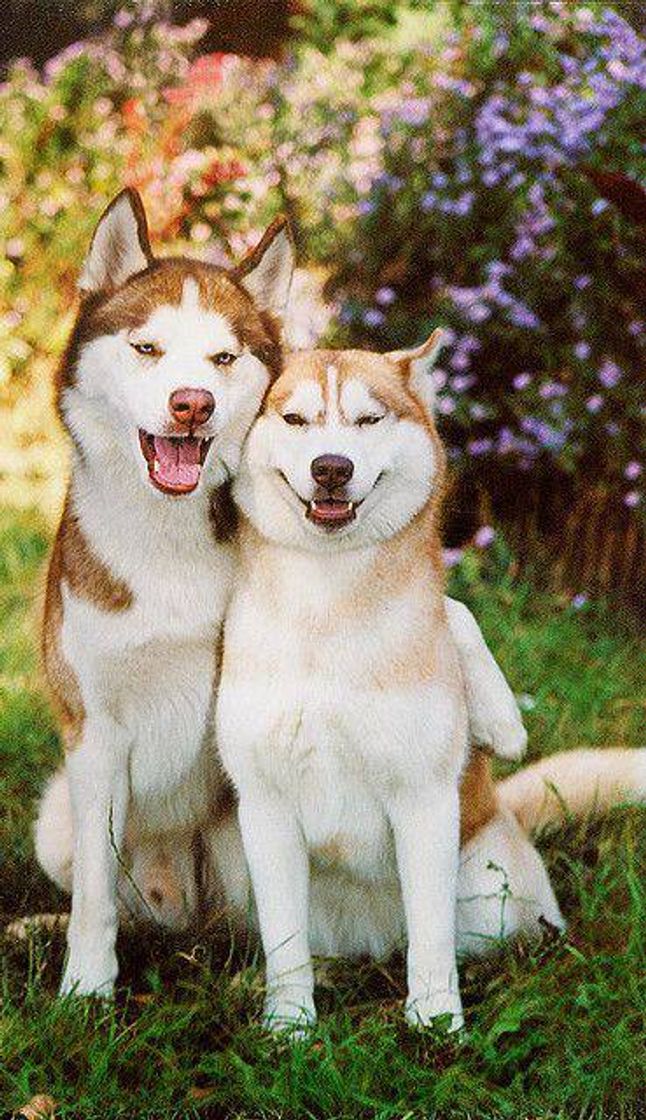 Fashion Siberian Husky love