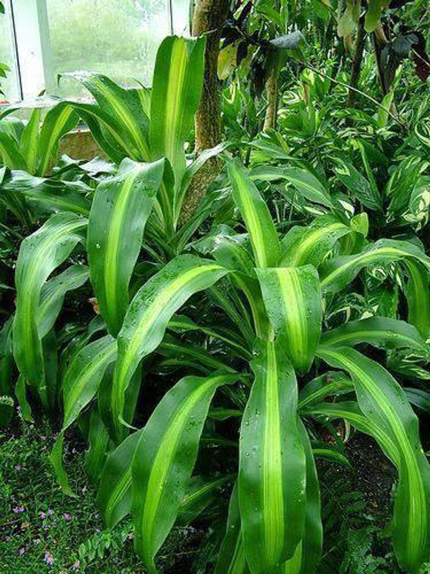 Fashion Como plantar o Pau d'água - dracena   fragrans