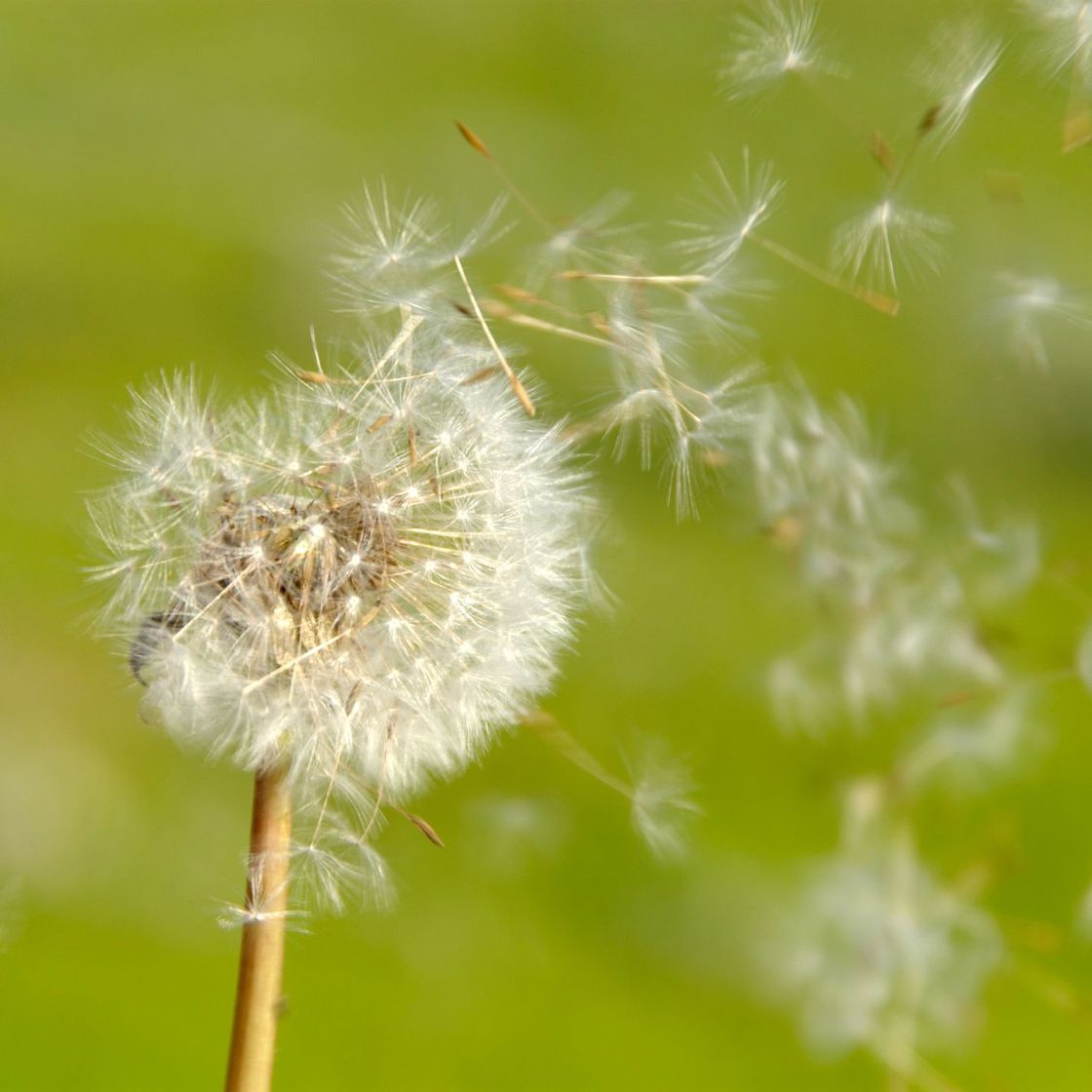 Canción Dandelions