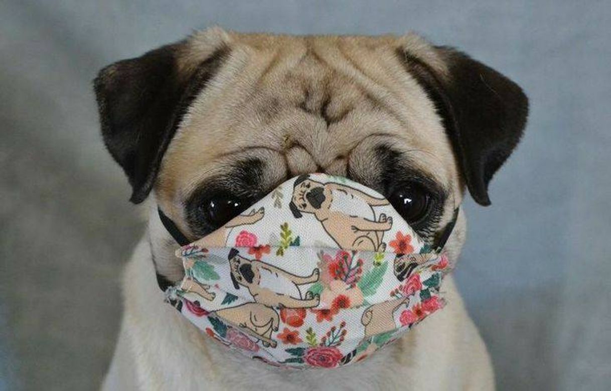 Moda Filhote de Pug❤