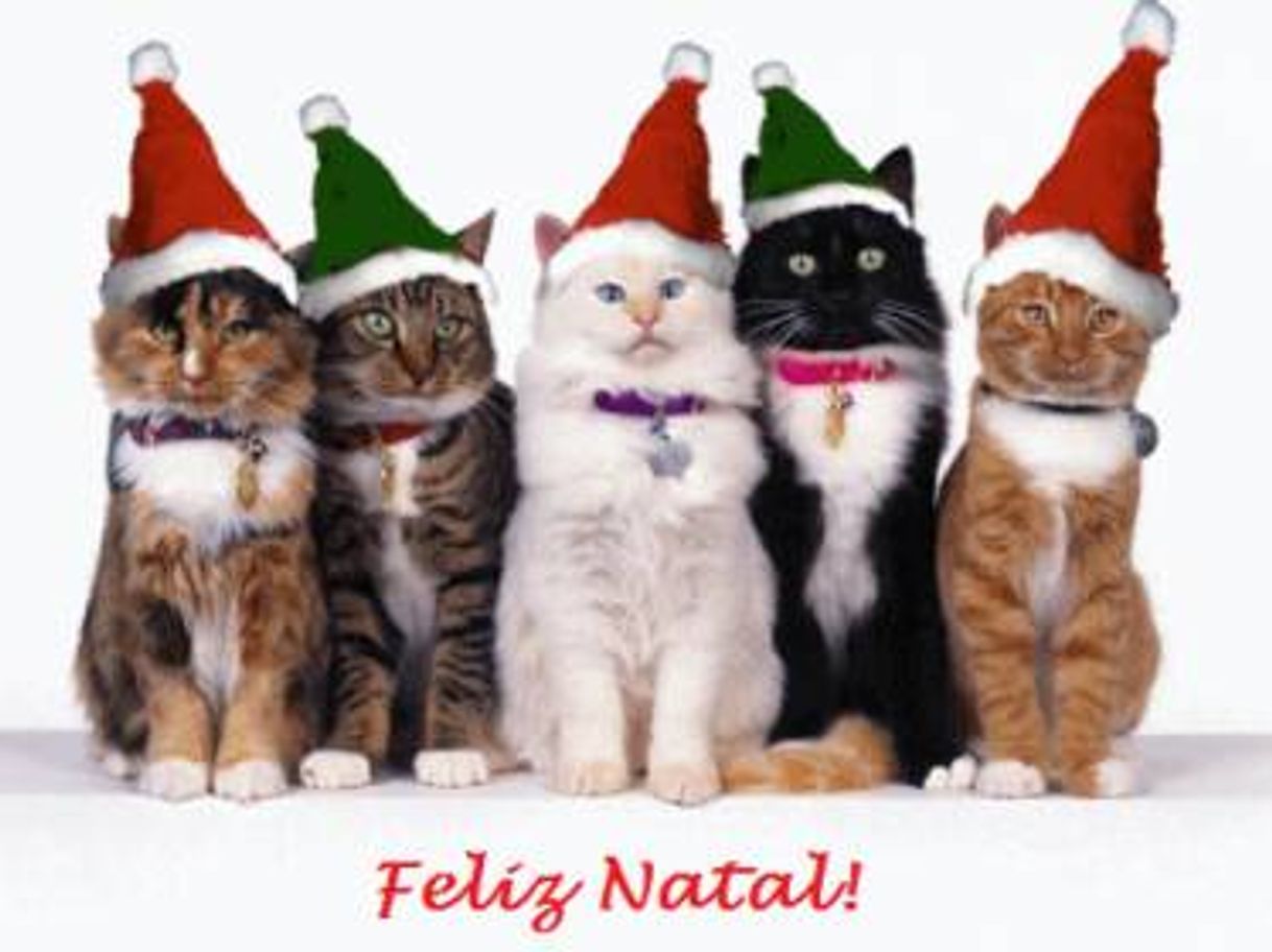 Moda Feliz Natal com gatos 