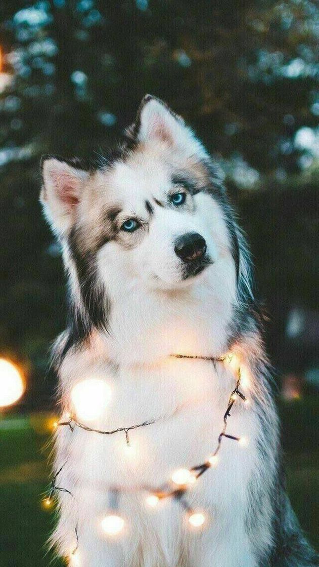 Fashion Que lindo 😍🐕❤