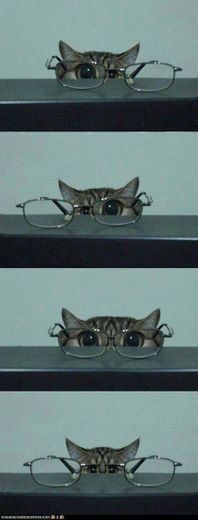 Gatinho 🐱 fofo de óculos 