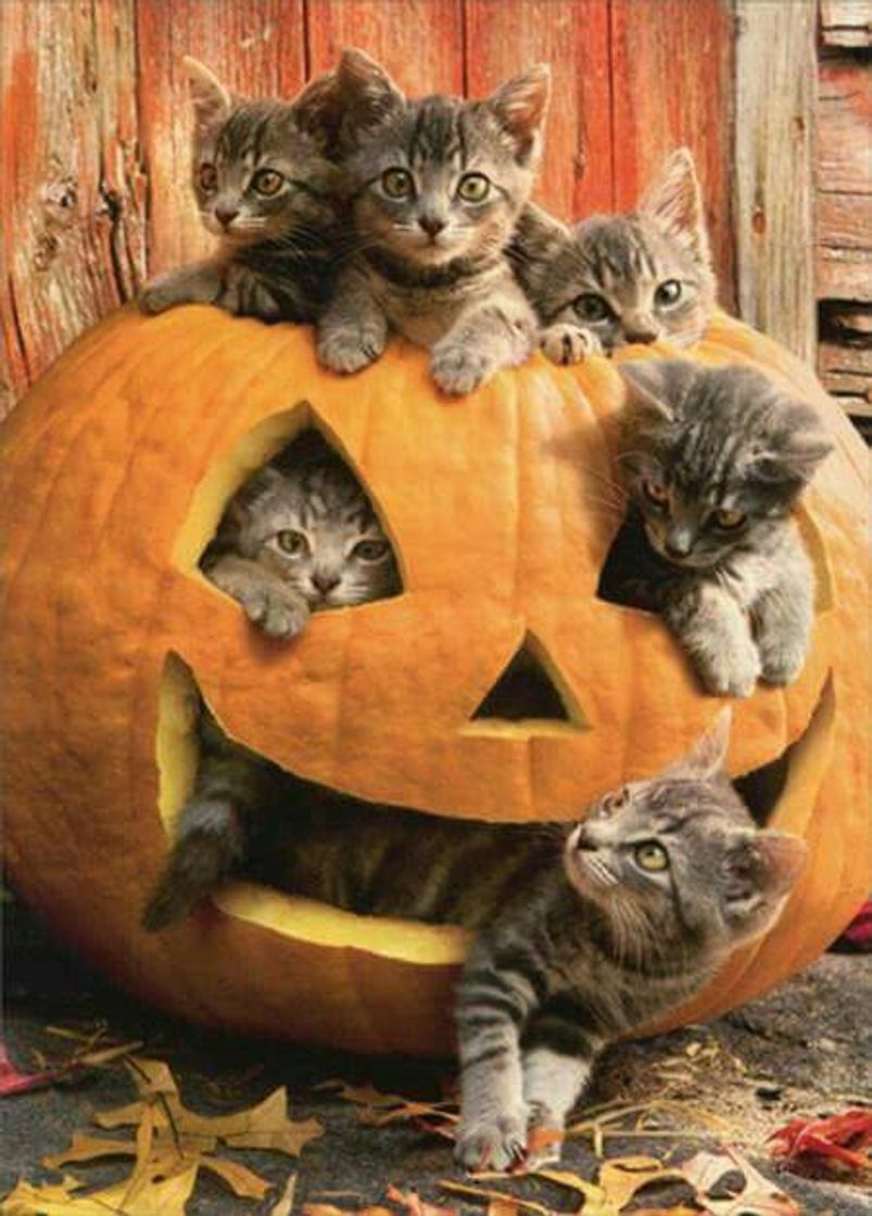 Fashion Gatinhos na abóbora 🎃 