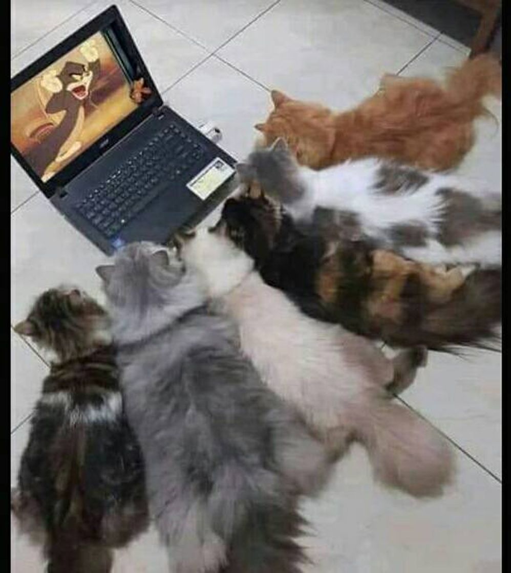 Moda Gatinhos assistindo outro gatinho 