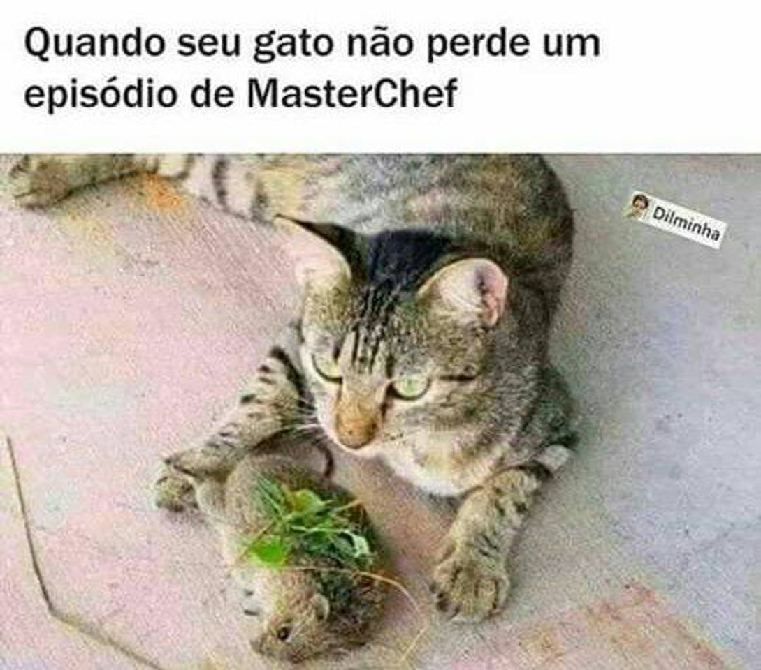 Moda Gatinho Master chef 