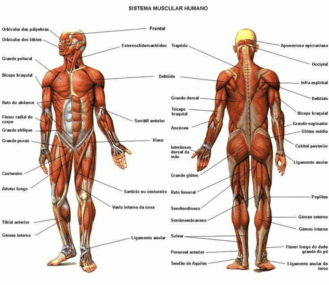 Fashion Sistema Muscular do Corpo Humano.