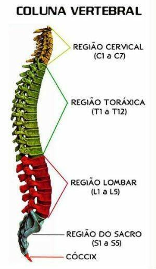 Fashion Coluna vertebral 