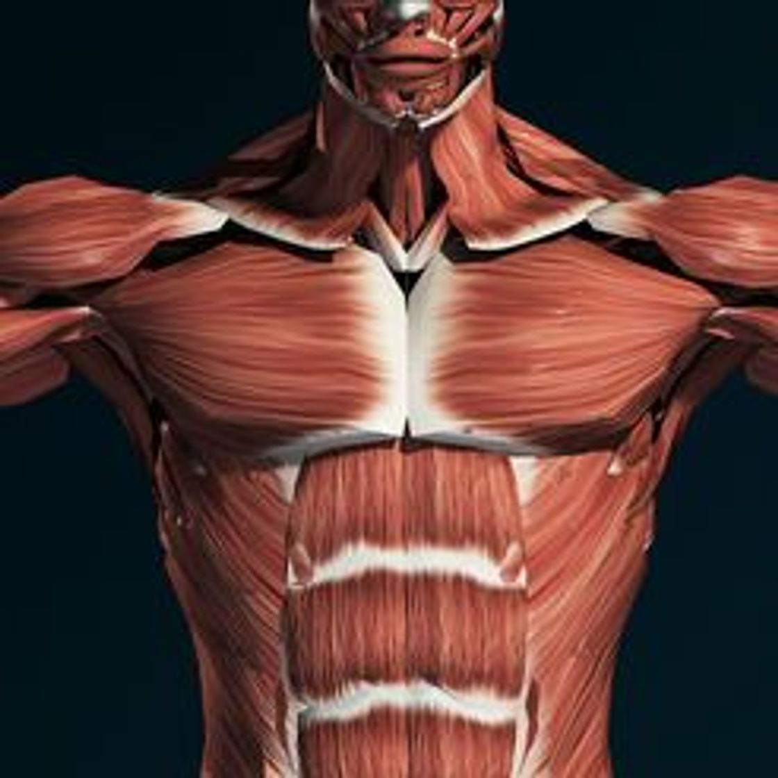 App Sistema Muscular 3D