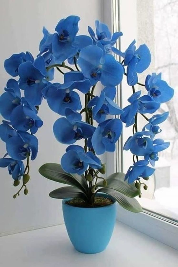 Moda orquídea azul 💙