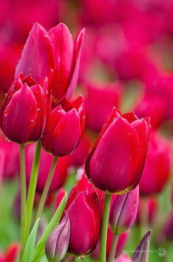 tulipa 