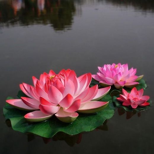 lotus 