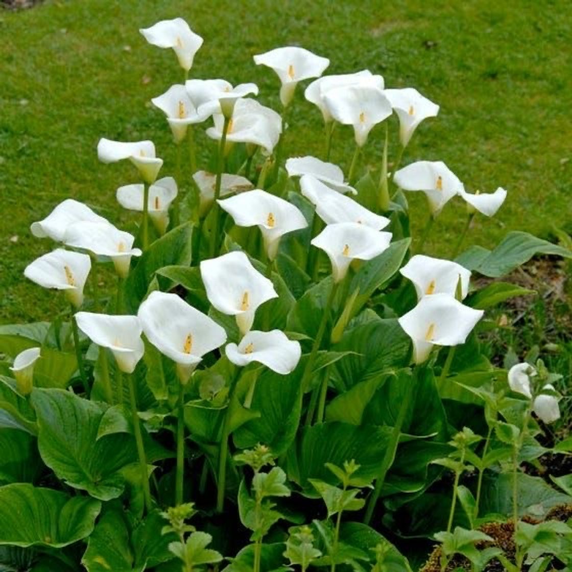 Fashion calla lily (copo-de-leite)