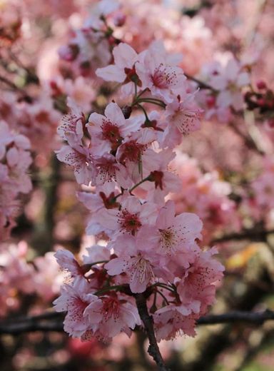 flor de cerejeira 🌸