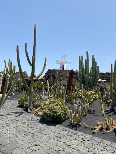 Jardin De Cactus