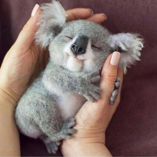 🐨