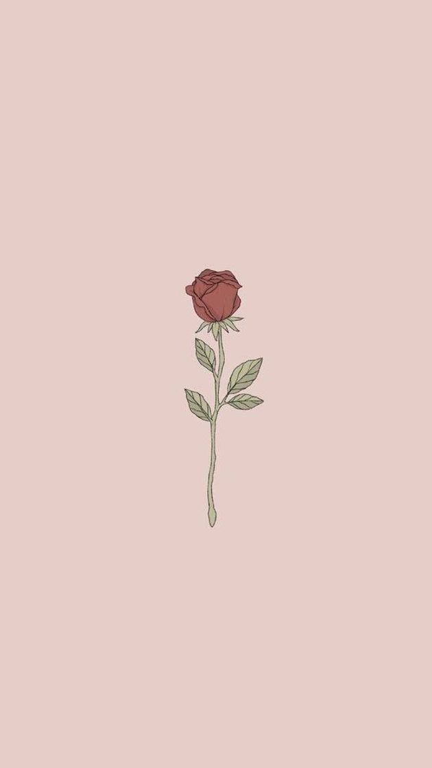 Moda wallpaper de rosa 🌹