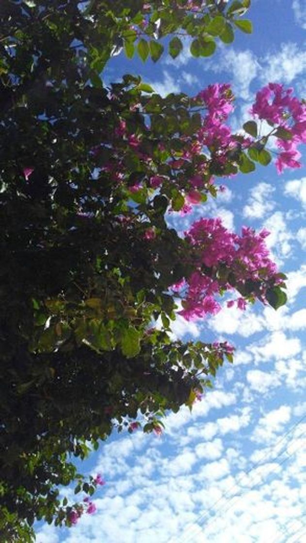 Social Sky and Flower ☁️🌺