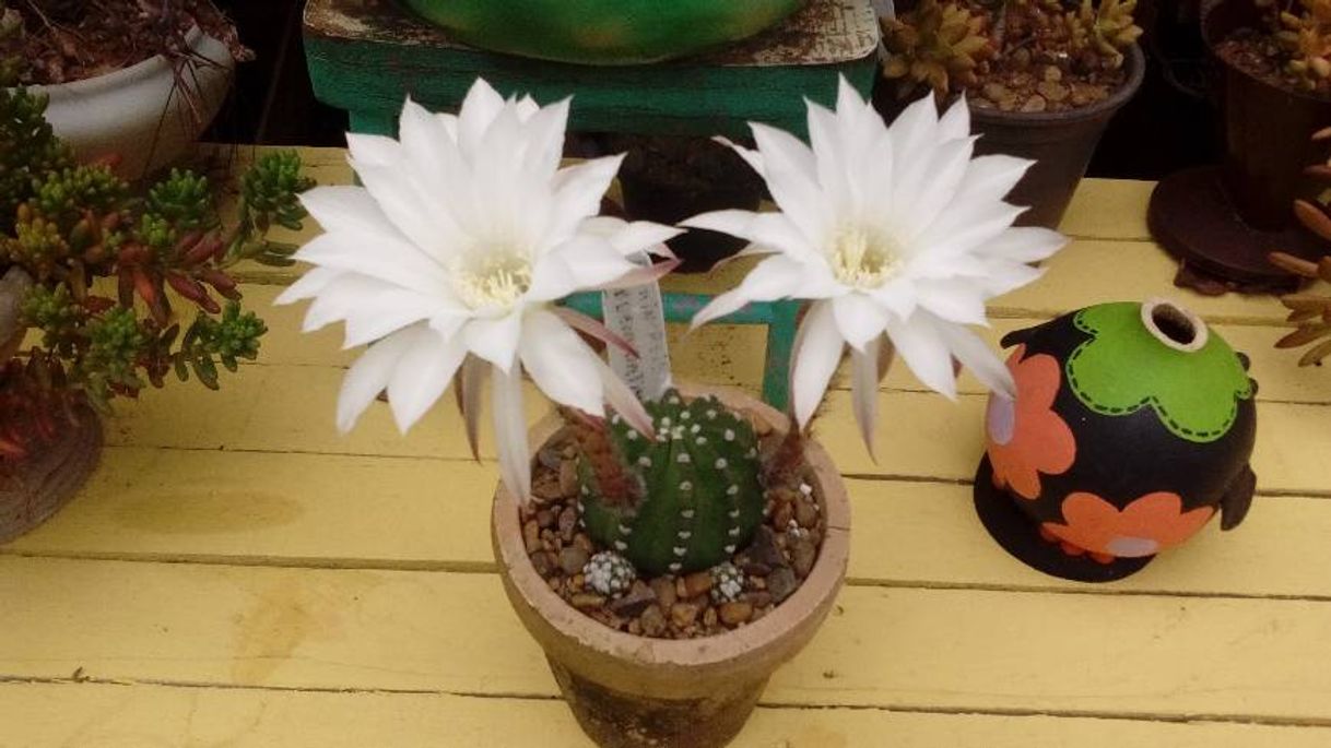 Moda echinopsis subdenudata