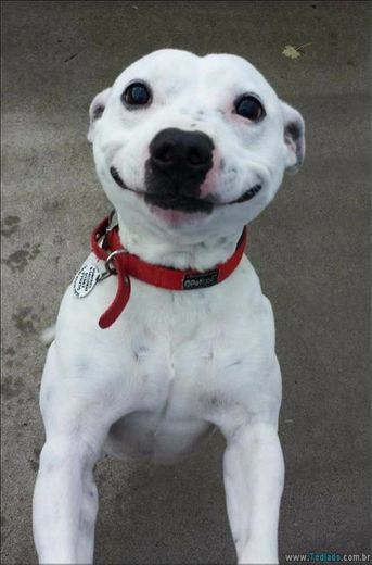 Cãozinho sorridente 