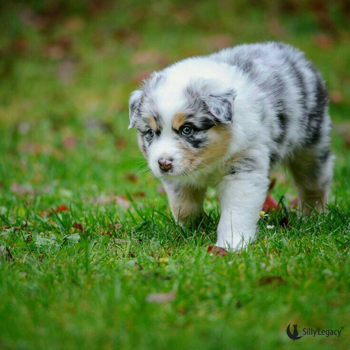 Fashion Filhote de cachorro 