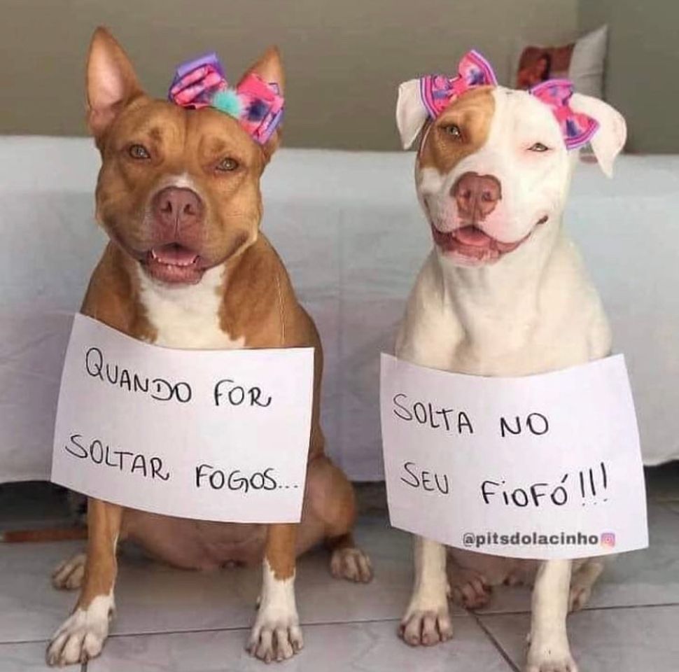 Social doguinhos 