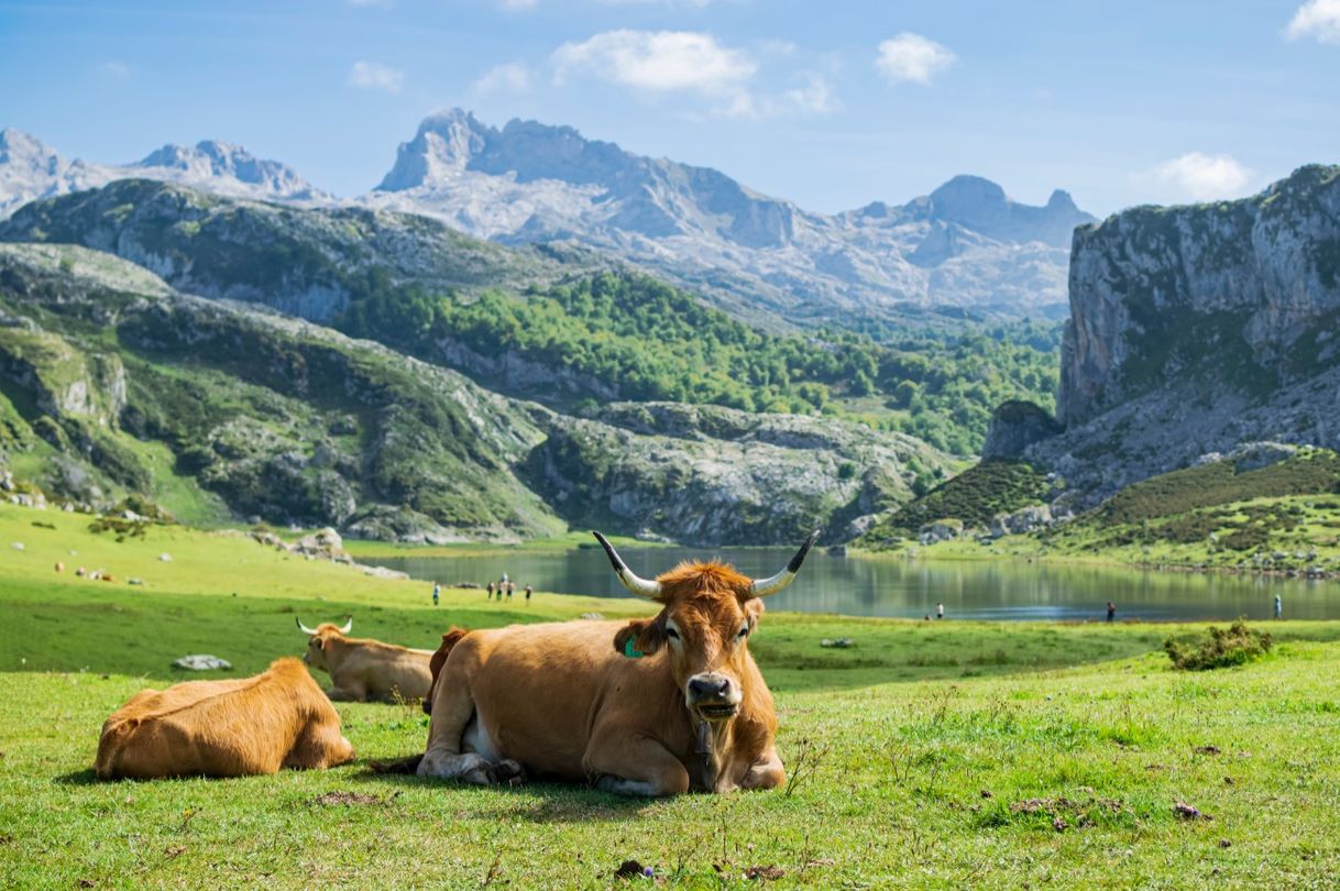 Place Picos de Europa National Park
