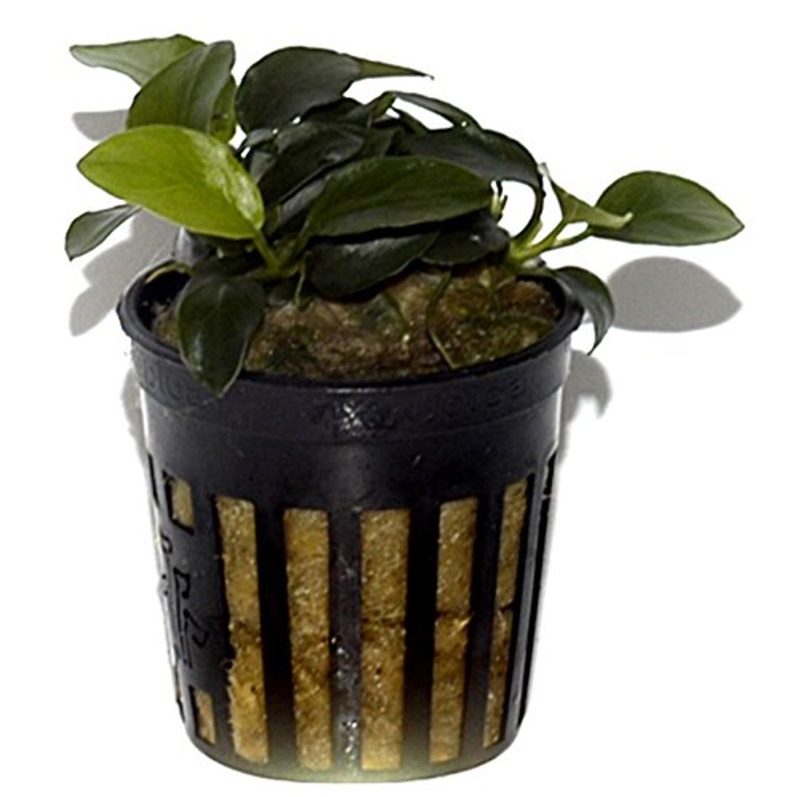 Products Tropica Anubias Petite