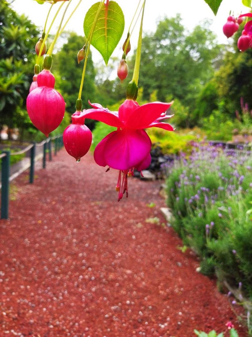 Lugar Jardín Botánico del Bosque de Chapultepec