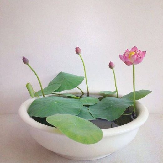 Mini Lotus 💮