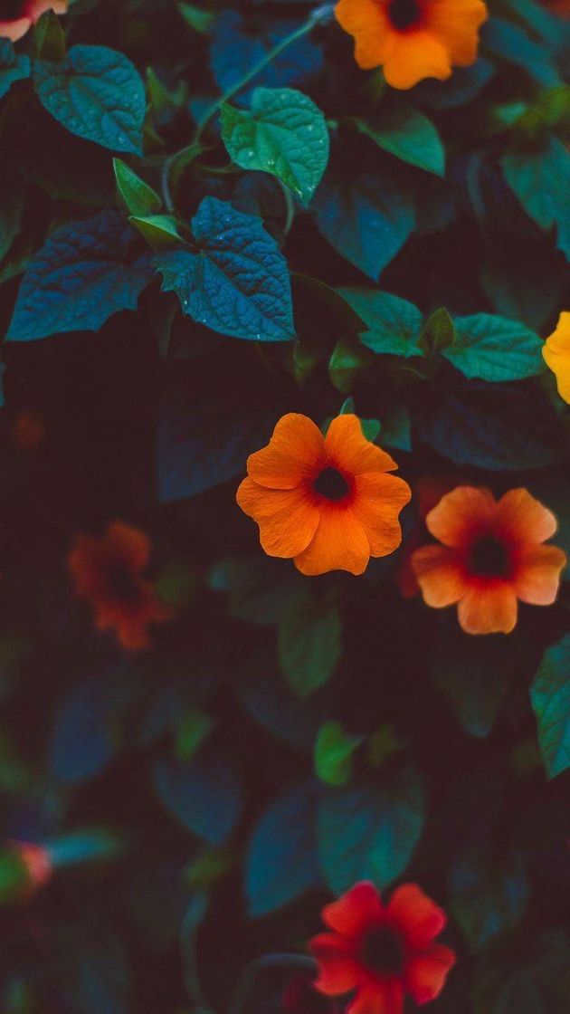 Social Papel de Parede flowers