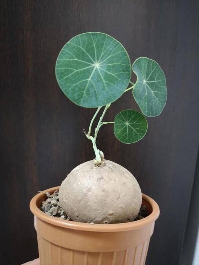 Moda Estephania Erecta "potato"  caudex plant 