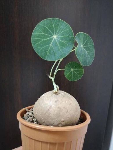 Estephania Erecta "potato"  caudex plant 
