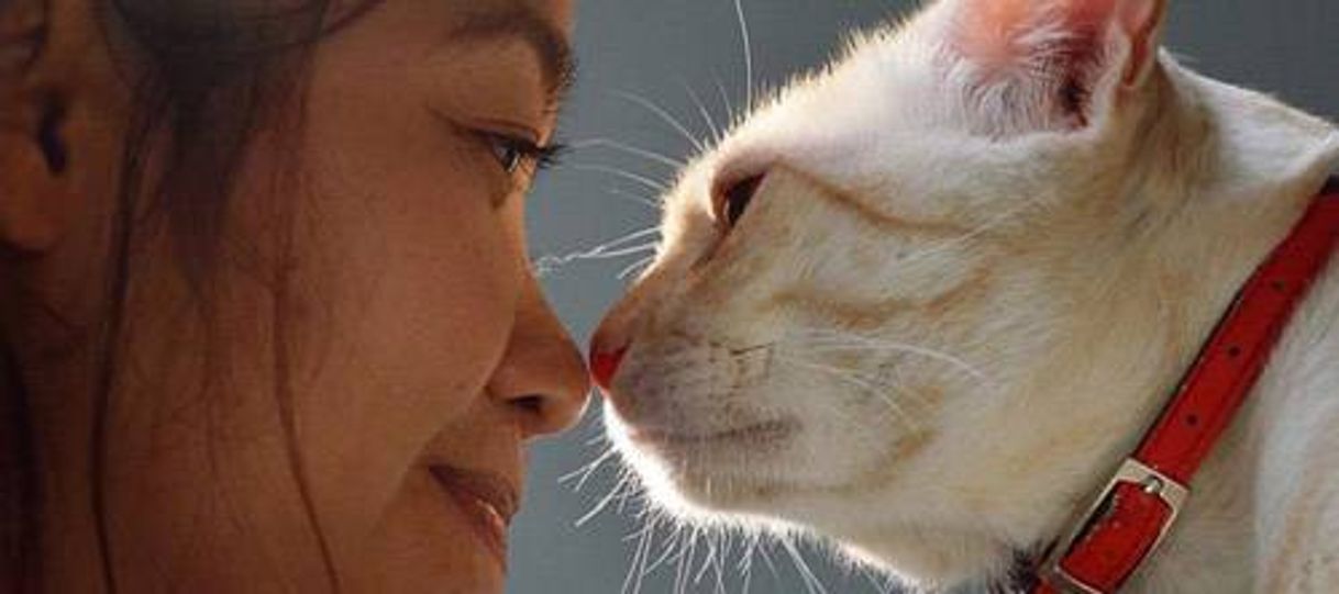 Social Você sabia que os gatos entendem os humanos e também falam?