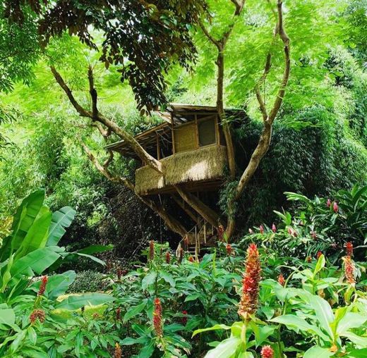 The tree house of life
