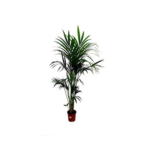Kentia Fosteriana natural M21 palmera de 170cm perfecta para el interior del