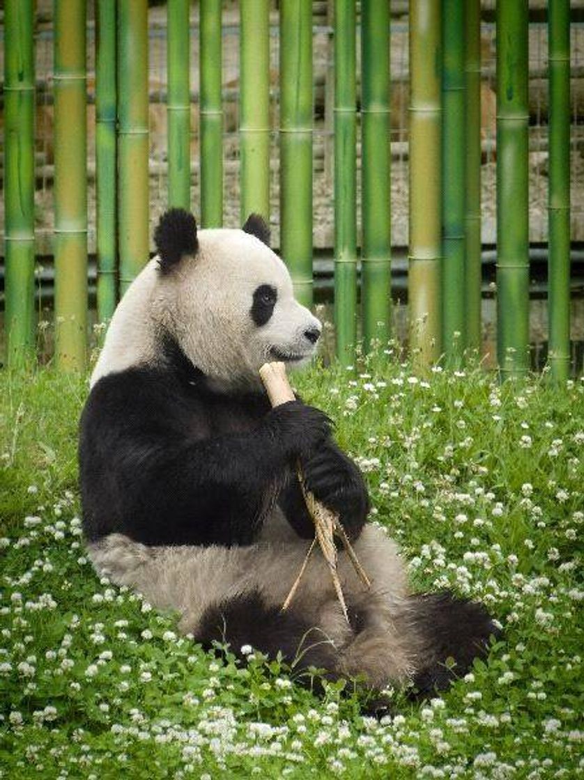 Fashion Panda gigante