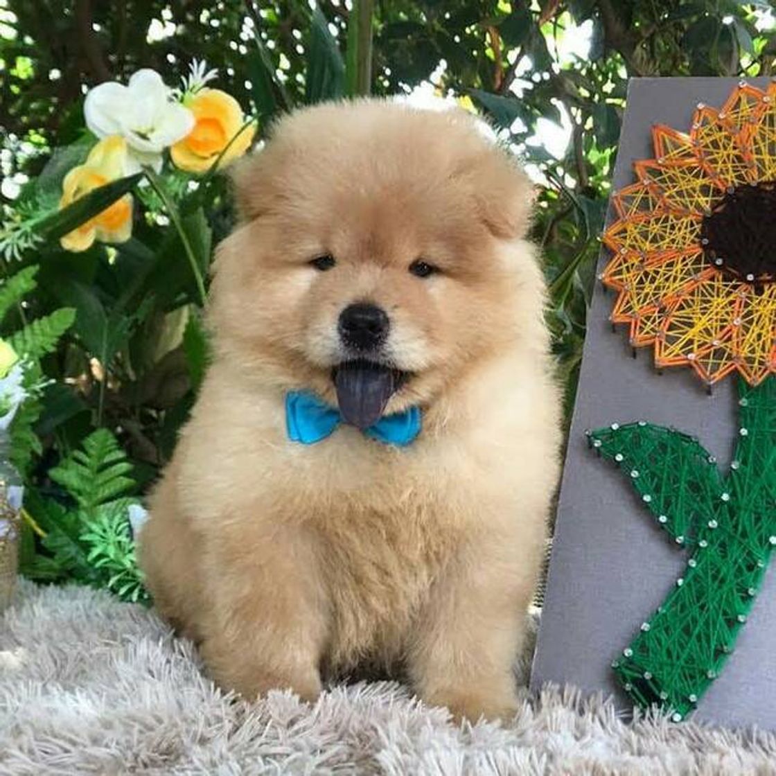 Social Bichinhos de estimação 