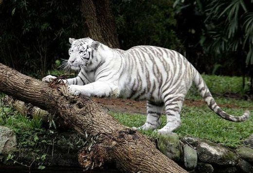 Zoológico de São Paulo