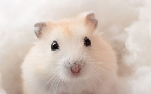 🐹