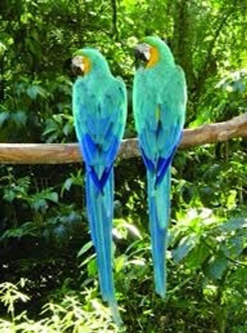 Social 🕊arara azul🕊