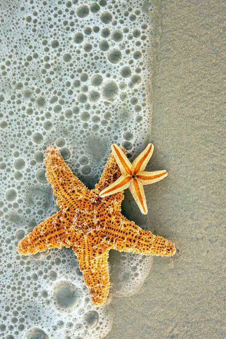 Fashion Wallpaper Estrelas do mar