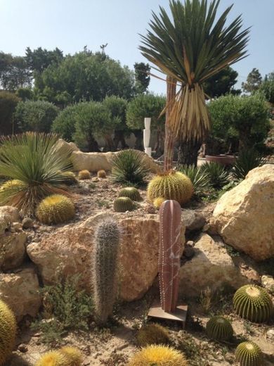 Cactus Nijar