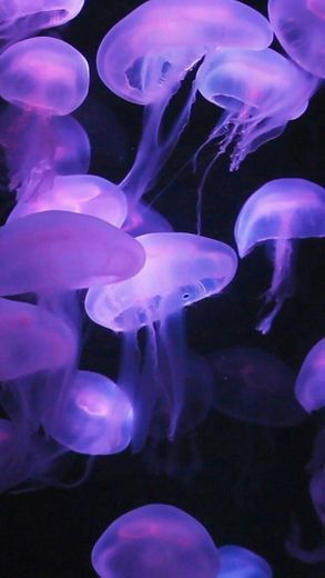 Jellyfish 🌊