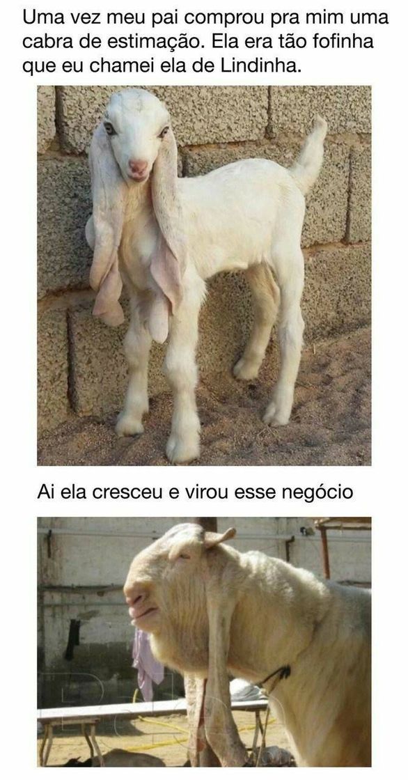 Moda Memes pra chorar de rir😂