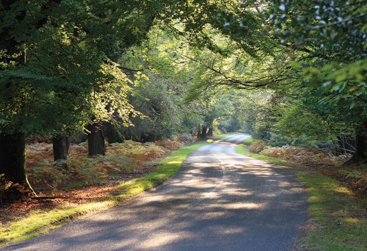 Lugares New Forest