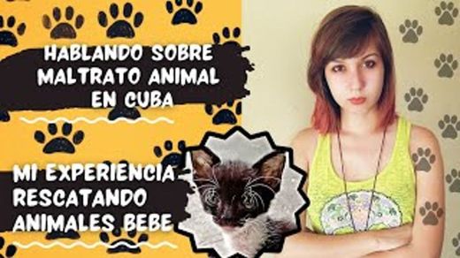 Maltrato animal en Cuba.Mi experiencia rescatando animalitos ...