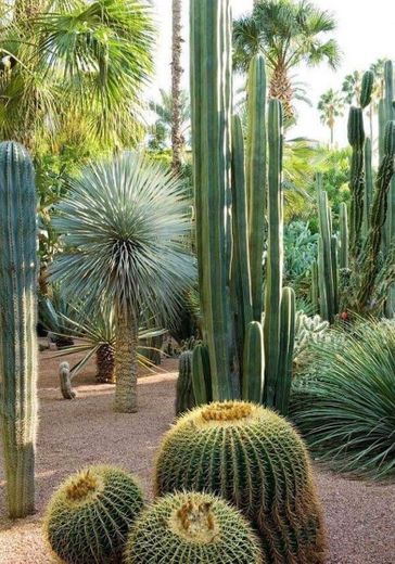 florest of cactus 