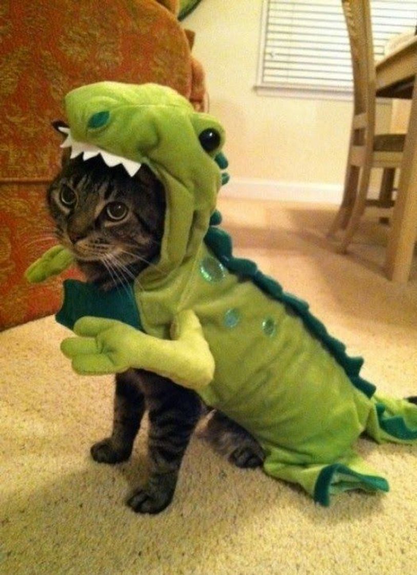 Moda GATOSSAURO 🦖🐱💚